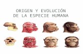 ORIGEN Y EVOLUCIÓN DE LA ESPECIE HUMANA. Evolución de las especies, se cuenta con una rama de la biología llamada TAXONOMIA. Se clasifican principalmente.