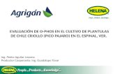 EVALUACIÓN DE O-PHOS EN EL CULTIVO DE PLANTULAS DE CHILE CRIOLLO (PICO PAJARO) EN EL ESPINAL, VER. Ing. Pedro Aguilar Lezama Productor Cooperante: Ing.