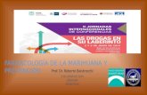 FARMACOLOGÍA DE LA MARIHUANA Y PREVENCIÓN Prof. Dr. Roberto Baistrocchi 3 DE JUNIO DE 2014 C ÓRDOBA A RGENTINA.