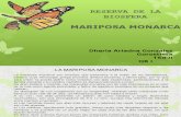 Mariposa Monarca Tsb II
