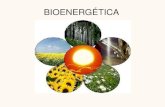 14. Bioenergética