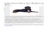 Perros Chihuahue±os. 12 Datos Fascinantes Sobre Los Perros Ms Peque±os Del Mundo