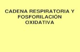 Cadena Respiratoria y Fosforilación Oxidativa 2012