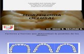 morfologia oclusal