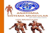 Sistema Muscular Psf