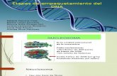 EmpaquetamientoDNA .pptx
