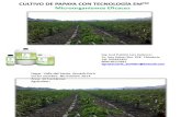 cultivo de papaya con EM - VALLE DEL SANTA CHIMBOTE.pdf