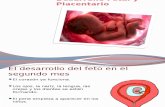 Desarrollo Fetal y Placentario