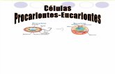 146816477 Tipos Celulares Eucariontes Procariontes