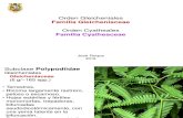 Clase Gleicheniaceae - Cyatheaceae