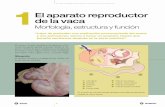 Datos Agrop. Aparato Reproductor de La Vaca