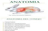 ANATOMIA DEL CONEJO.pdf