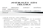 Presentacion Animales Sin Celoma