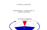Ciclo Celular (Interfase y Mitosis)
