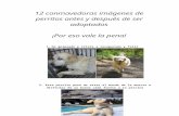 12 Conmovedoras Imágenes de Perritos Antes y Después de Ser Adoptados
