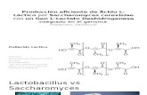 Producción eficiente de Ácido L-Láctico por Saccharomyces cerevisiae.pptx