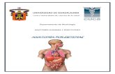 Anatomía por sistemas_ Bloque VI (1).pdf