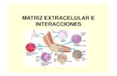 Matriz Extracelular y Uniones [Modo de Compatibilidad]