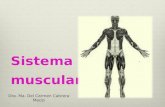1. Sistema Muscular