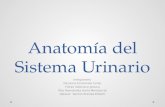 Anatomía del Sistema Urinario.pptx