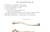 (UNIDAD I)-3 Miembro Superior Huesos y Art. Gleno-humeral (Dr. Mondragon)