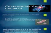 Cromosomas X e Y Conflicto