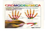 11-Anatomia Cromodinamica Integracion Energetica