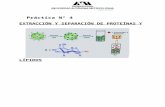 Practica Num.4 Extracción y Separación de Proteínas y Lípidos