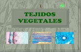 Tejidos Vegetales 1ºBAC (I)