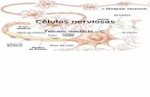 Células nerviosas 2010