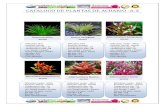 Catálogo de plantas de acuario