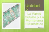 Unidad 2.- La Pared Celular y Membrana Plasmática