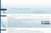 El Hongo Kefir ENTERO