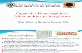 6 Mitocondrias y Cloroplastos Milagros