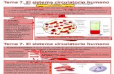 Tema 7 Aparato Circulatorio