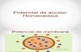 Clase 8. Potencial de acción- Homeostasia