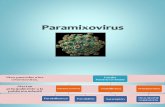 Paramixovirus Completo