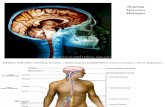 Sistema nervoso 2011 PP
