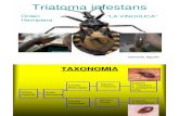 Triatoma infestans mayo 2013.pdf
