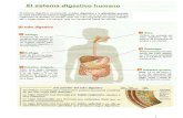 Informacion Sobre Digestion
