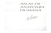Anatom a Netter Cabeza y Cuello 1