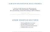 gram positive batera