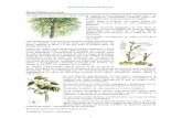 Enciclopedia de Plantas Medicinales - Fichas 01 de 15