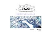 Atlas de Histopatologia 2 Edicion Limitada Ander