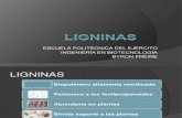 expo1 ligninas