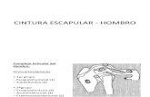 Tema 4 .Cintura Escapular - Hombro 1112