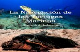 La Navegación de las Tortugas Marinas real