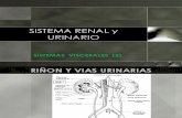 Hoy Org Visc Renal Urinario