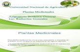 presentacion plantas medicinales