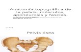Anatomía topográfica de la pelvis, músculos,